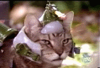 cat.gif image by basilisk367